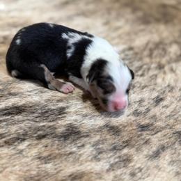 BLUE - Blue merle male Australian Shepherd puppy in Pendleton, Oregon from High West Aussies