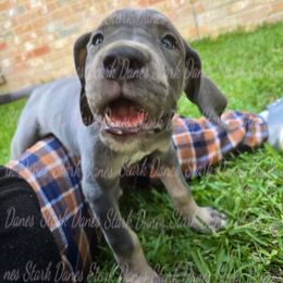Kuromi - Merle female Great Dane puppy in Spring, Texas from Stark Danes