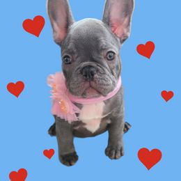 French Bulldog Puppies from Alfia DAVLETSHINA