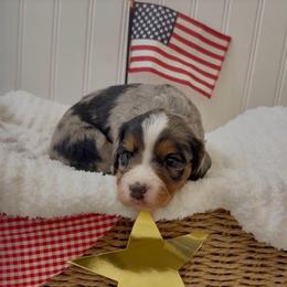 Sterling - Merle male Cavapoo puppy in Knoxville, Tennessee from Duke’s Forever Doodles