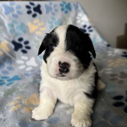 Lulu - Black and white female Cardigan Welsh Corgi puppy in Wekiwa Springs, Florida from It is Corgiland