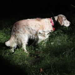 English Setters from Rivendell English Setters