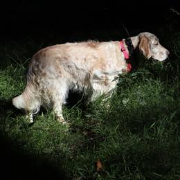 English Setters from Rivendell English Setters