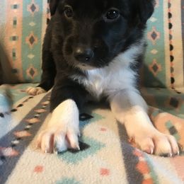 Border Collie Puppies from By Design Farm