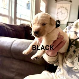 Black Male (yellow) - Yellow male Labrador Retriever puppy in Moore, Oklahoma from Okiehuntinboyz Labrador Retrievers