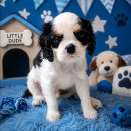 Oreo - Tri-color male Cavalier King Charles Spaniel puppy in Dallas, Texas from Holliday Cavalier King Charles Spaniels