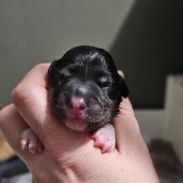 Female 1 - Black and tan female Pembroke Welsh Corgi puppy in Washington from Castle View Royal Rumps