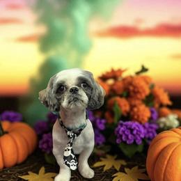 Fluff - Shih Tzu