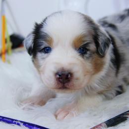 Australian Shepherd Puppies from Cooper Ridge Aussies