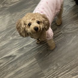 Poodle Puppies from Toy Poodle Kingdom