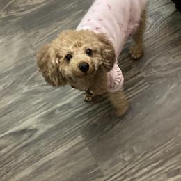 Poodle Puppies from Toy Poodle Kingdom