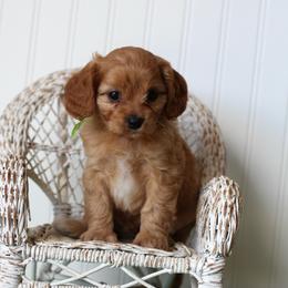 Basil - Red male Cavapoo puppy in Springtown, Texas from North Texas Puppies
