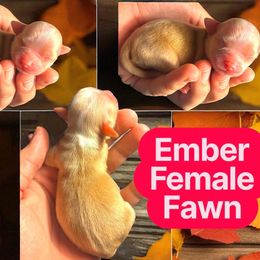 Ember - Gold female Chihuahua puppy in New Castle, Delaware from Sasha’s Elite Kennel LLC