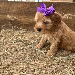 Samira - Apricot female Goldendoodle puppy in Mint Hill, North Carolina from DoodleForever