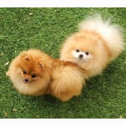 Pomeranians from TNT Pomeranians