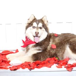 Button - Chocolate male Pomsky puppy in Murfreesboro, Tennessee from Middle Tennessee Pomskies