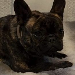 French Bulldogs from Pearl Seaboy