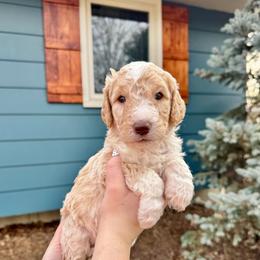 Cream boy - male Bernedoodle puppy in Blue Springs, Missouri from Jeanie’s Doodles