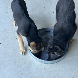 German Shepherd Puppies from Devon Rugerio's German Shepherds