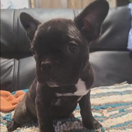 Female 1 - Black female Pug puppy in Canterbury, Connecticut from Pug Palace Kennel