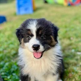 Summer - Black tri-color Australian Shepherd puppy in Silverdale, Pennsylvania from Bedtime Story Australian Shepherds