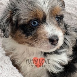 Aussiedoodle, Bernedoodle, Cockapoo, and Goldendoodle Puppies from Puppy Love Doodles