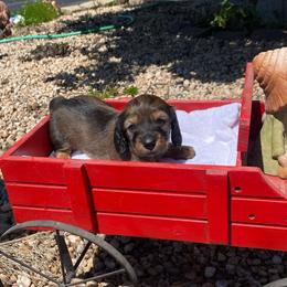 FiFi AKC full rights - Piebald female Dachshund puppy in Elizabethtown, Kentucky from Teeny Tiny Puppy Tails