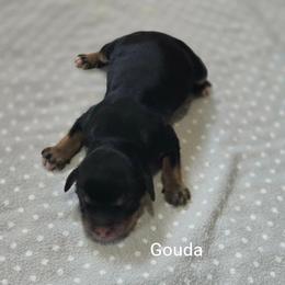 Gouda - Chocolate female Goldendoodle puppy in Crawfordsville, Iowa from DoodleBlessings