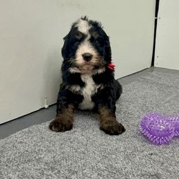 Mr. Spooky - Tri-color male Bernedoodle puppy in Hegins, Pennsylvania from Bubbling Springs Doodles, LLC