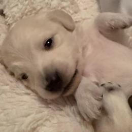 Remy - Cream male Dachshund puppy in Summit, South Carolina from Doxies4Paws