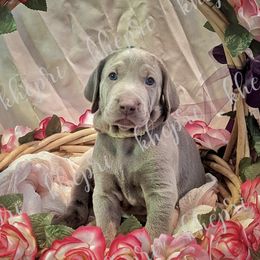 Boy 2 - Silver gray Weimaraner puppy in Jupiter, Florida from Khepri Weimaraners