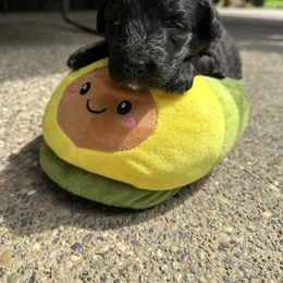 Aussiedoodle and Bernedoodle Puppies from Hickory Hideaway Doodles