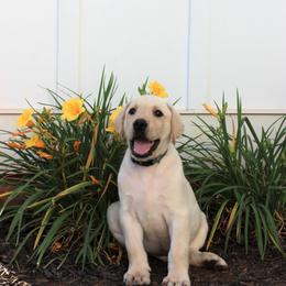 Labrador Retriever Puppies from Lacey Adkins