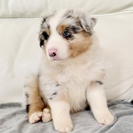 Ellie - Blue merle female Australian Shepherd puppy in Ohio from Fetchington Run Australian Shepherds
