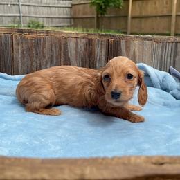 Theodore- AKC - Red male Dachshund puppy in Gainesville, Texas from Diamond B Doxies