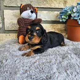 Elmo - Black and tan male Dachshund puppy in Cherry Tree, Oklahoma from Peavine Creek Dachshunds