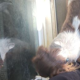 Dachshunds from Tae's puppy business