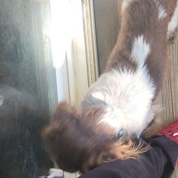 Dachshunds from Tae's puppy business