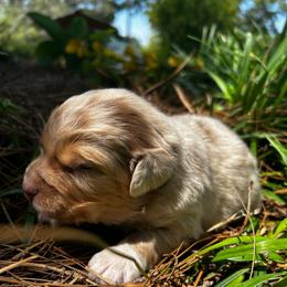 Aiden - Red merle male Australian Shepherd puppy in Butler, Georgia from Aussies at Howling Hill Farm