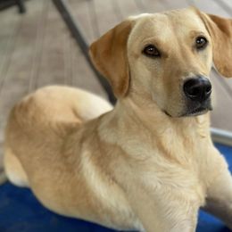 Labrador Retriever All Grown Up from Rachel Thornton's Labrador Retrievers