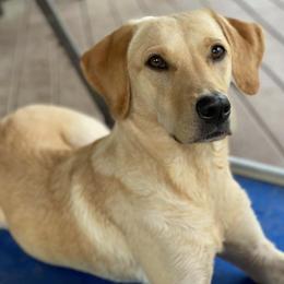 Labrador Retriever All Grown Up from Rachel Thornton's Labrador Retrievers