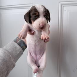 Chocolate tan female - Piebald female Dachshund puppy in Madison, Wisconsin from SK Miniature   Dachshunds