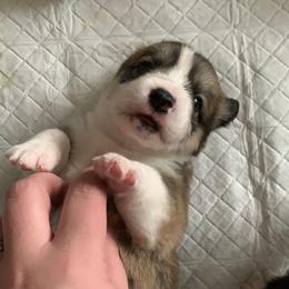 Pembroke Welsh Corgi Puppies from Kenyon Pembroke Welsh Corgis