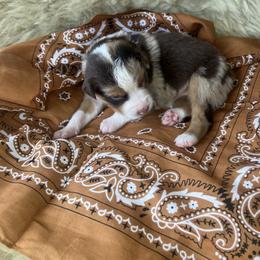 Ladybug- Dark Purple - Red merle female Australian Shepherd puppy in Newport, Rhode Island from Wildlings Australian Shepherds