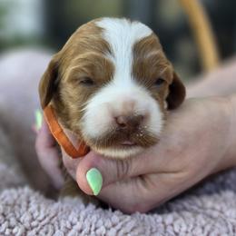 Clover - Red  female Goldendoodle puppy in Decatur, Tennessee from Diamond's Doodles