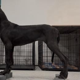 Great Danes from Notorious Great Danes