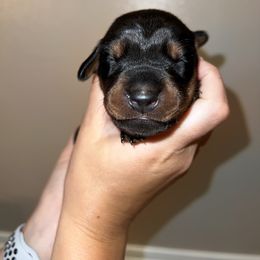 Doberman Pinscher Puppies from Ludic Kennels