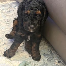 Cavapoo Puppies from AZ Cavapoos