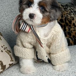 Green - Merle male Bernedoodle puppy in Curtice, Ohio from The Pink Doghouse