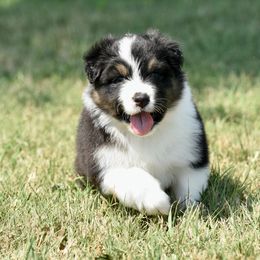 Dream - Black tri-color female Australian Shepherd puppy in Chickasha, Oklahoma from Rustic Lace